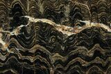 Polished Stromatolite (Greysonia) Slab - Bolivia #314663-1